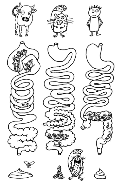 anatomyOfACowStomach.png