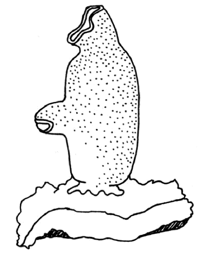 seaSquirt.png